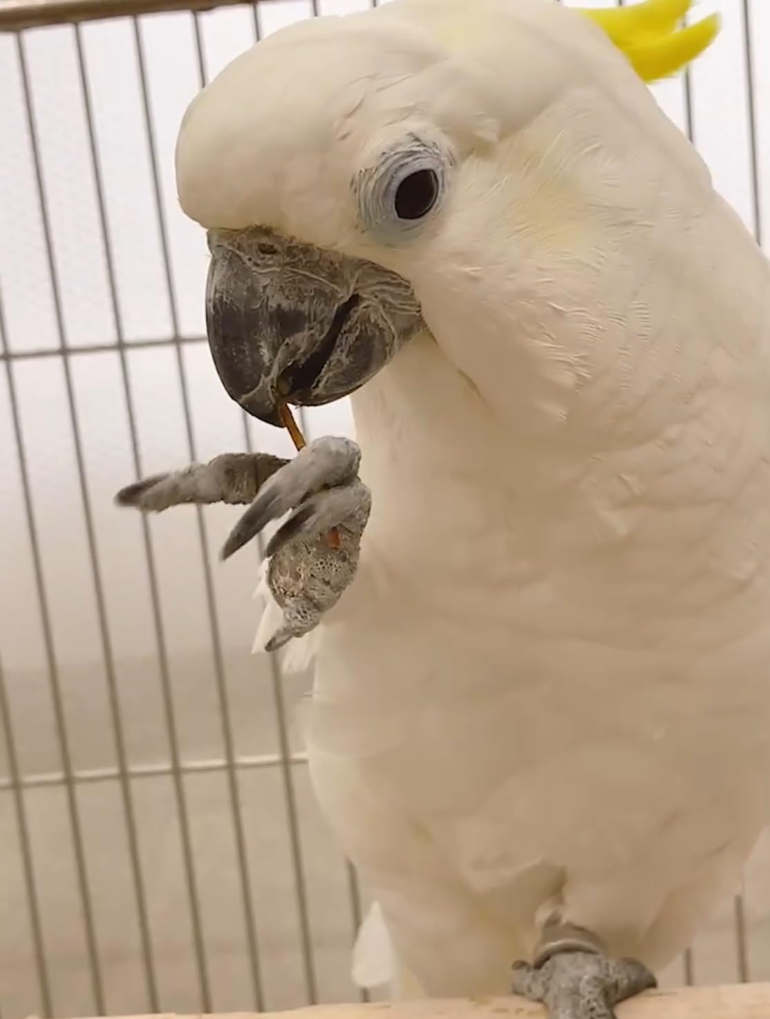 Amazon | BIRDMORE 小枝ペレット BRANCHES (ブランチ－ズ) 15g お試し